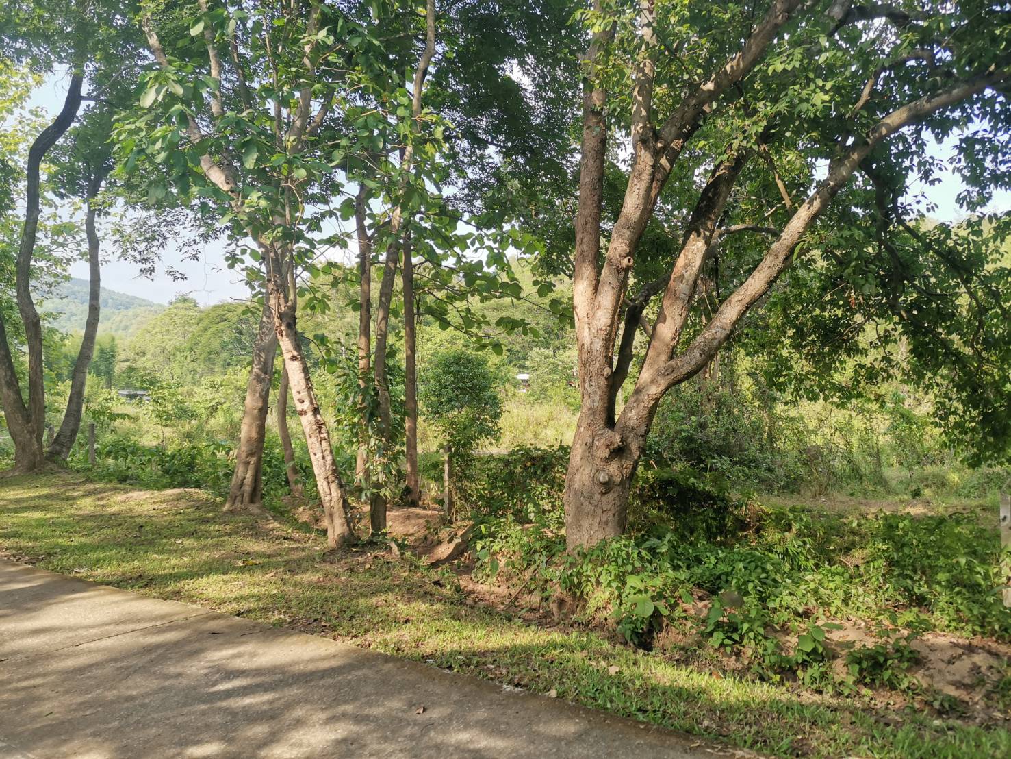 ขายที่ดิน แม่เหียะ เชียงใหม่ 3 ไร่ 1 งาน ติดลำคลอง ลำห้วย วิวทุ่งนา ภูเขา  ใกล้วัดสวนพริก พืชสวนโลก พระธาตุดอยคํา เดินทางสะดวก ไม่ไกลสนามบินและตัวเมือง