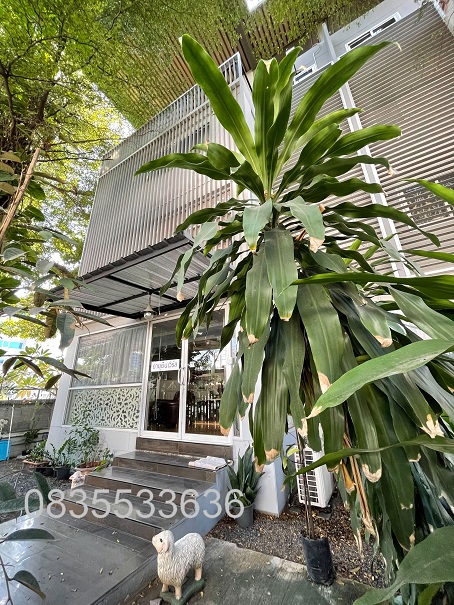 ให้เช่าตึกแถว อาคารพาณิชย์4ชั้น หลังมุม ติดถนนใหญ่พระราม9 จอดรถได้เยอะ เดินทางสะดวกมาก โทร. 093-989-6569