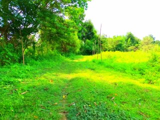 ขายที่ดินแปลงสวยราคาถูกที่สุดในโซนนี้ ใกล้ชุมชนใกล้ถนนใหญ่ เข้าง่ายออกสะดวก   เหมาะสำหรับทำรีสอร์ท