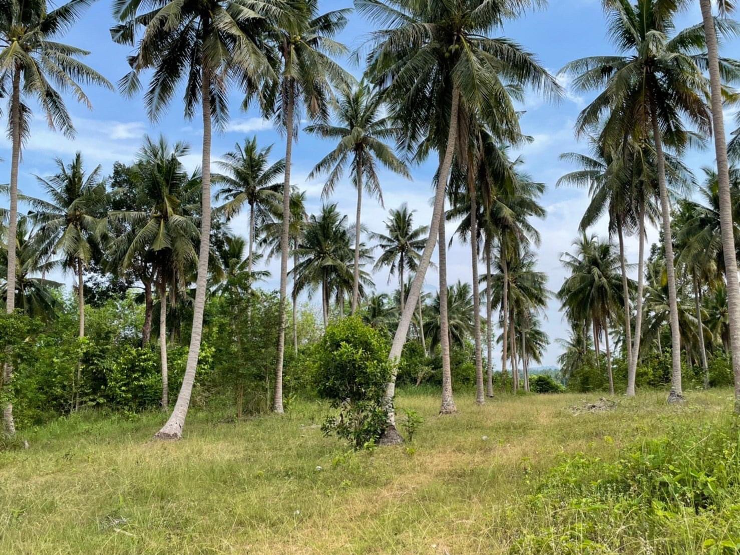 ขายที่ดิน ที่ดินทำเลสวยมาก ติดถนนคอนกรีต ประจวบคีรีขันธ์