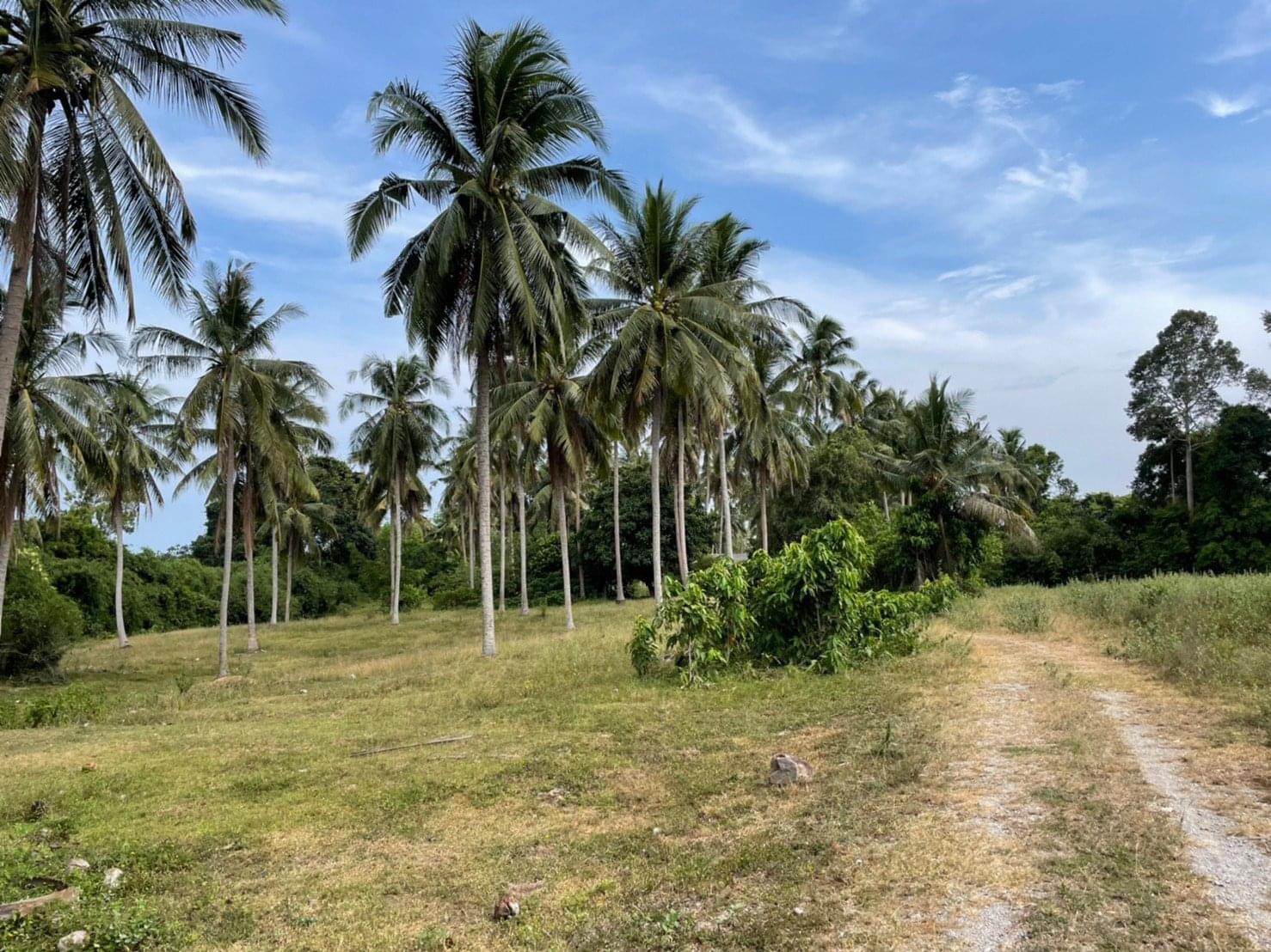 ขายที่ดิน ที่ดินทำเลสวยมาก ติดถนนคอนกรีต ประจวบคีรีขันธ์