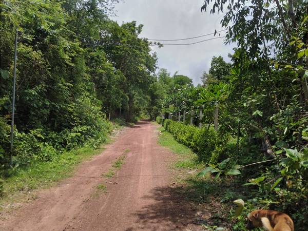 ขายที่ดิน 6-3-88 THB1,600,000 ต.บ้านขาว, อ.เมือง, จ.อุดรธานี