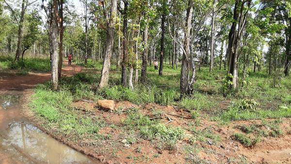 ขายที่ดิน 22-1-75.4 THB7,875,000 ต.บ้านพร้าว, อ.เมือง, จ.หนองบัวลำภู