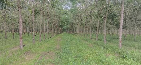 ขายที่ดิน 71-2-79 THB8,610,000 ต.สร้างก่อ, อ.กุดจับ, จ.อุดรธานี