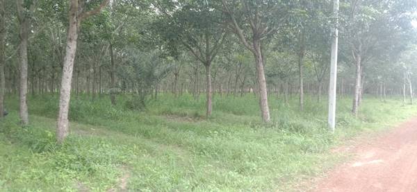 ขายที่ดิน 71-2-79 THB8,610,000 ต.สร้างก่อ, อ.กุดจับ, จ.อุดรธานี