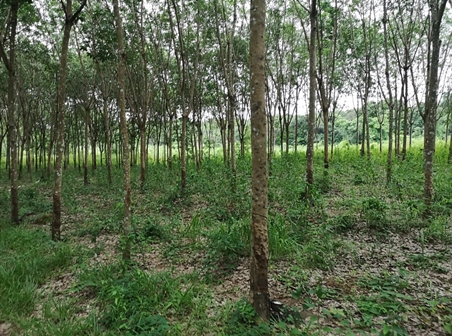 ขายที่ดินสวนยางติดลำห้วย อุบลราชธานี