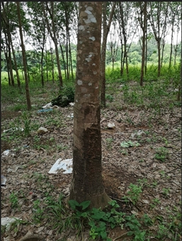 ขายที่ดินสวนยางติดลำห้วย อุบลราชธานี