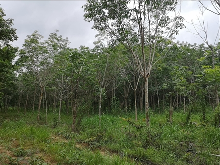 ขายที่ดินสวนยางติดลำห้วย อุบลราชธานี