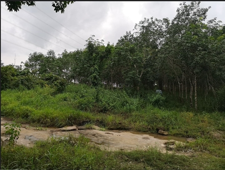 ขายที่ดินสวนยางติดลำห้วย อุบลราชธานี