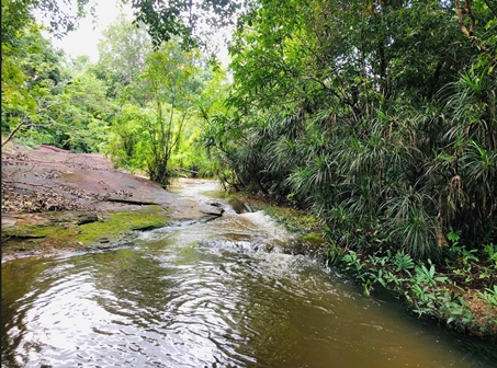 ขายที่ดินสวนยางติดลำห้วย อุบลราชธานี