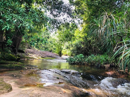 ขายที่ดินสวนยางติดลำห้วย อุบลราชธานี