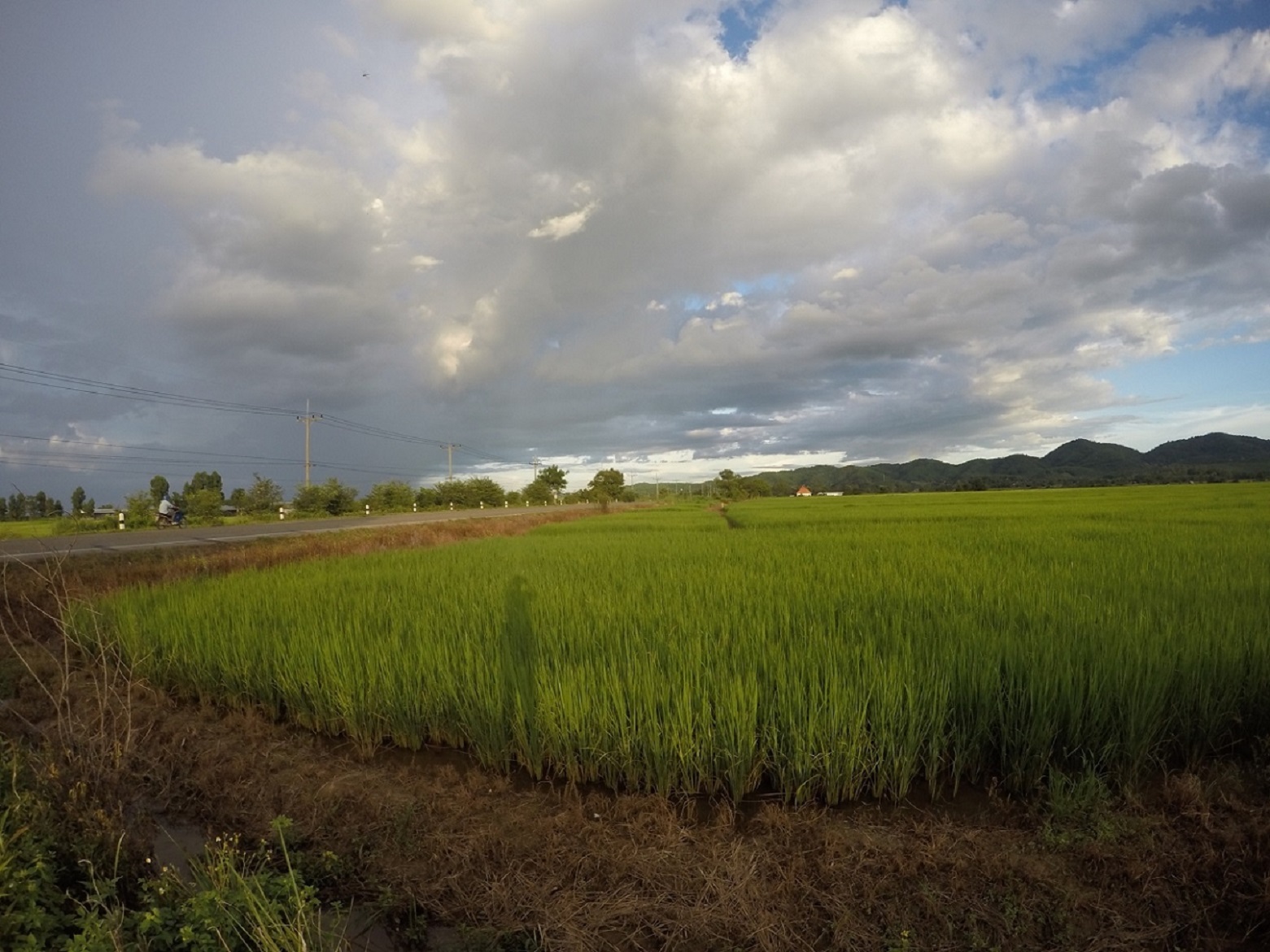 ขายที่นาแปลงสวย ติดเส้นทาง ต.จอมสวรรค์ – ต.ท่าข้าวเปลือก อ.แม่จัน จ.เชียงราย