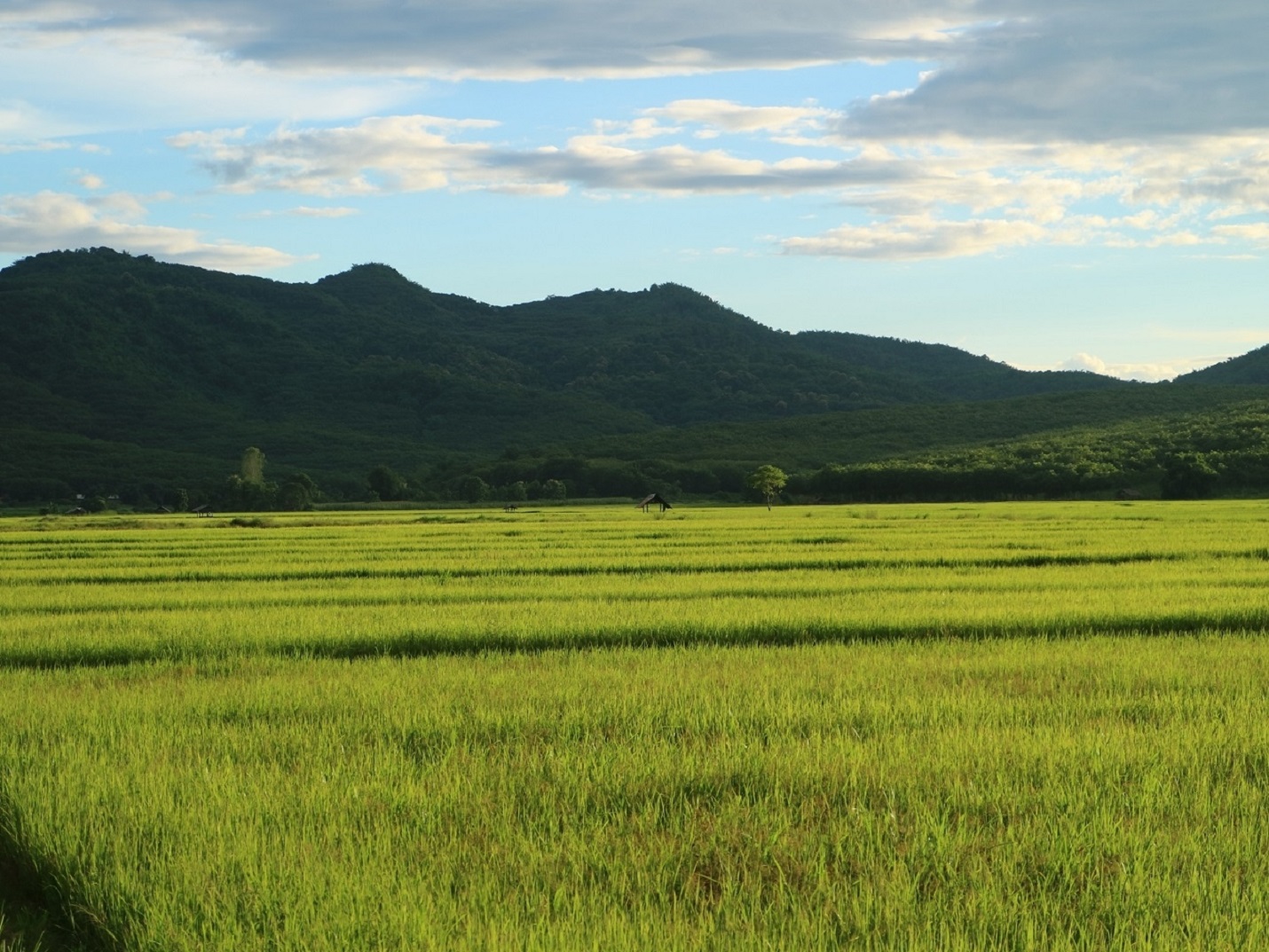 ขายที่นาแปลงสวย ติดเส้นทาง ต.จอมสวรรค์ – ต.ท่าข้าวเปลือก อ.แม่จัน จ.เชียงราย