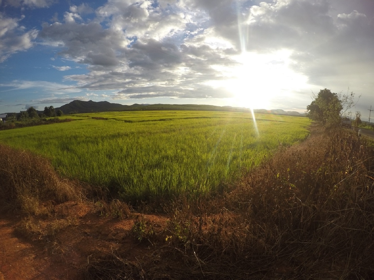 ขายที่นาแปลงสวย ติดเส้นทาง ต.จอมสวรรค์ – ต.ท่าข้าวเปลือก อ.แม่จัน จ.เชียงราย