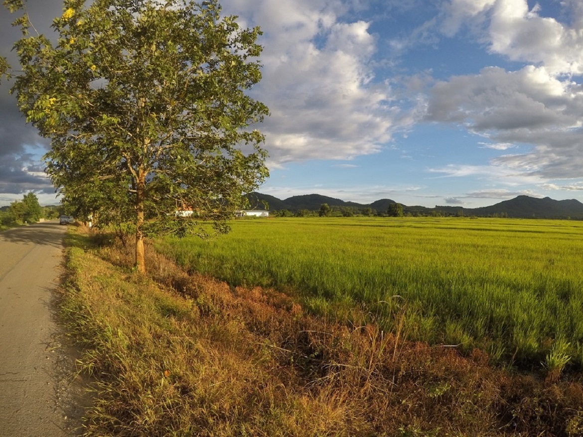 ขายที่นาแปลงสวย ติดเส้นทาง ต.จอมสวรรค์ – ต.ท่าข้าวเปลือก อ.แม่จัน จ.เชียงราย