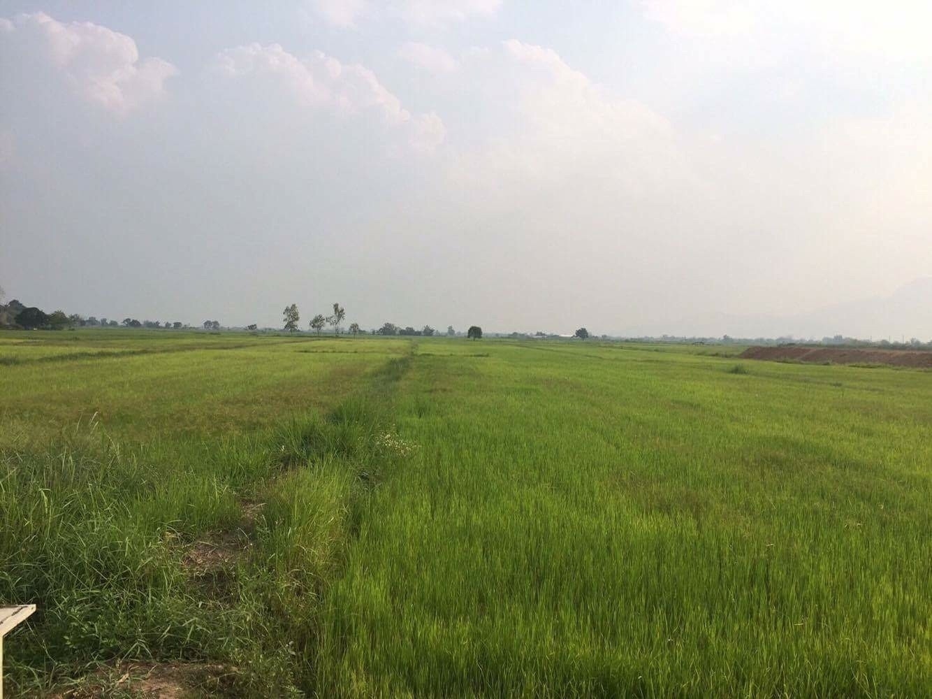 ขายที่ดินทำเลทอง ติดเส้นทาง อ.แม่สาย – สามเหลี่ยมทองคำ อ.เชียงแสน จ.เชียงราย