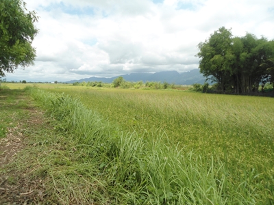ขายที่ดินทำเลทอง ติดเส้นทาง อ.แม่สาย – สามเหลี่ยมทองคำ อ.เชียงแสน จ.เชียงราย