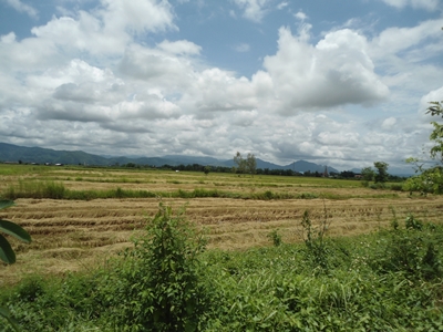 ขายที่ดินทำเลทอง ติดเส้นทาง อ.แม่สาย – สามเหลี่ยมทองคำ อ.เชียงแสน จ.เชียงราย