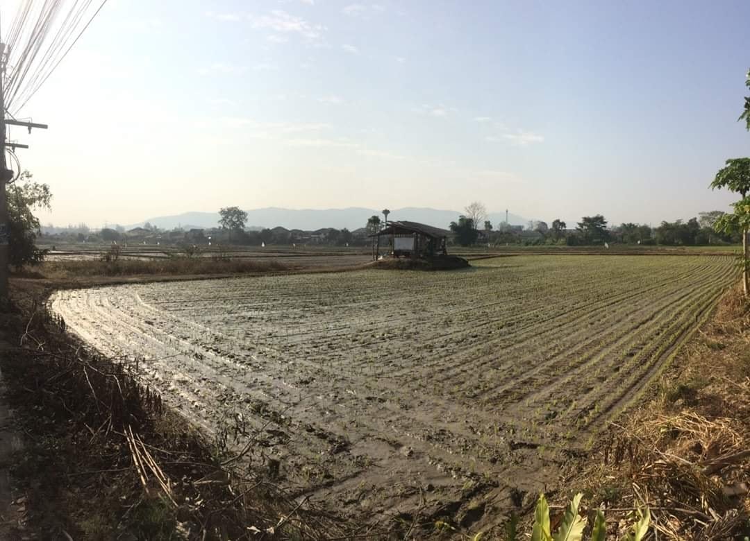 ขายที่ดินเปล่า ตั้งอยู่ ต.ท่าสาย อ.เมืองเชียงราย 
