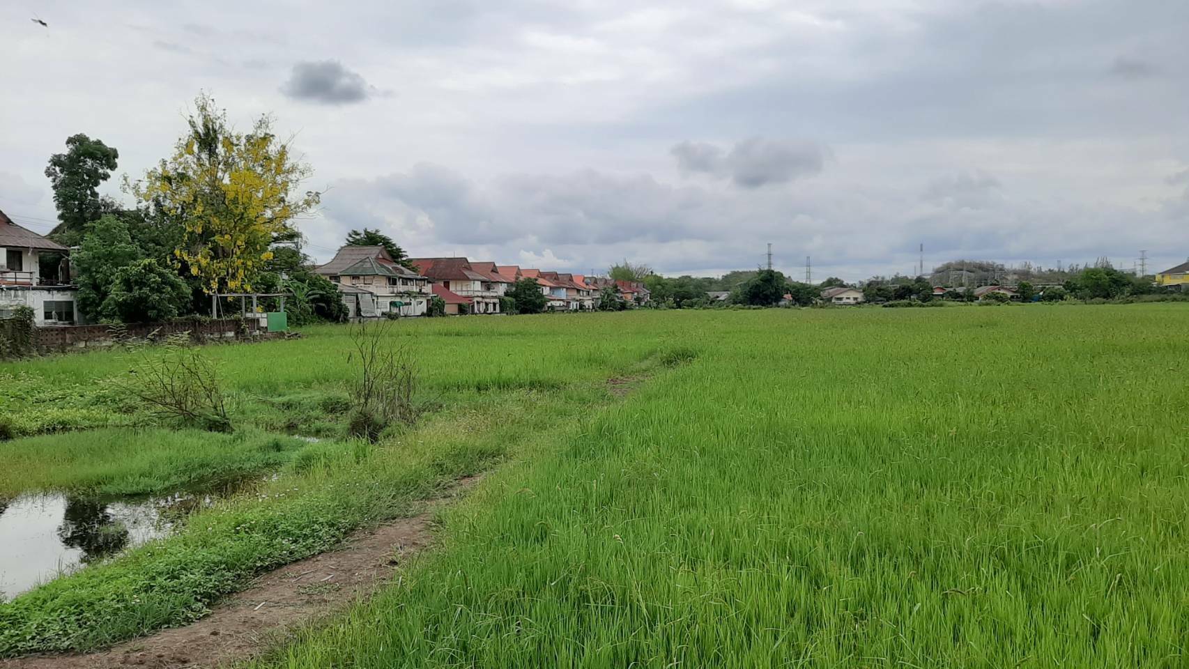 ขายที่ดินเปล่า ตั้งอยู่ ต.ท่าสาย อ.เมืองเชียงราย 
