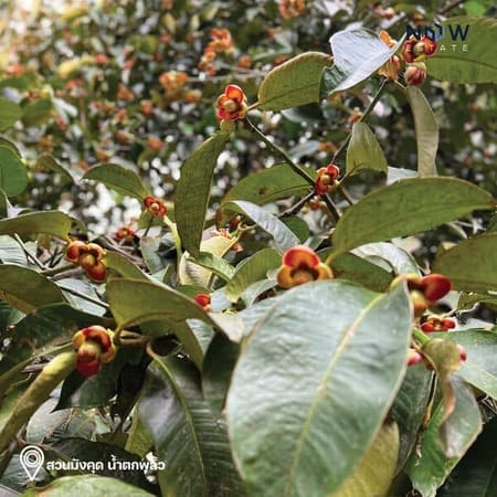 อัพเดทใหม่ !!! แบ่งแปลนพื้นที่สวนผลไม้ น้ำตกพลิ้วแล้วว !!! ด่วน !!! รีบจับจองเป็นเจ้าของได้แล้ววันนี้ !!!