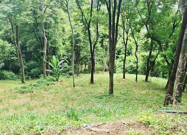ขายที่ดิน ในโครงการชาญอิสระ 119 ตร.ว. อ.มวกเหล็ก จ.สระบุรี อากาศดี เหมาะทำบ้านพักตากอากาศ