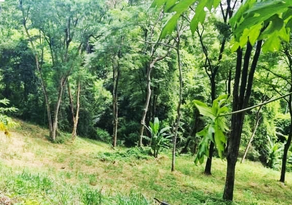 ขายที่ดิน ในโครงการชาญอิสระ 119 ตร.ว. อ.มวกเหล็ก จ.สระบุรี อากาศดี เหมาะทำบ้านพักตากอากาศ