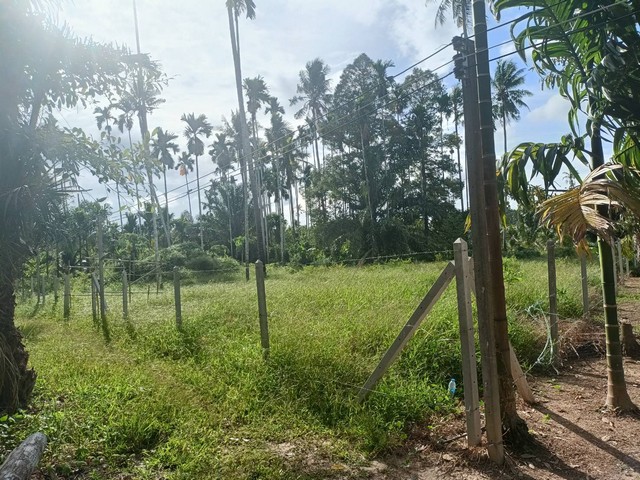 ขายที่ดิน 1 ไร่ 1 งาน 80 ตารางวา ตำบล หาดพันไกร อ. เมือง  จ. ชุมพร ( เจ้าของขายเอง )