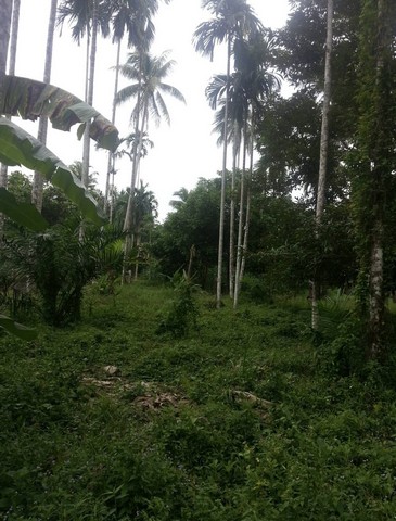 ขายที่ดิน 1 ไร่ 1 งาน 80 ตารางวา ตำบล หาดพันไกร อ. เมือง  จ. ชุมพร ( เจ้าของขายเอง )