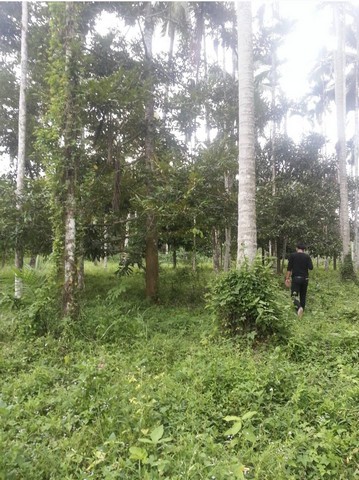 ขายที่ดิน 1 ไร่ 1 งาน 80 ตารางวา ตำบล หาดพันไกร อ. เมือง  จ. ชุมพร ( เจ้าของขายเอง )