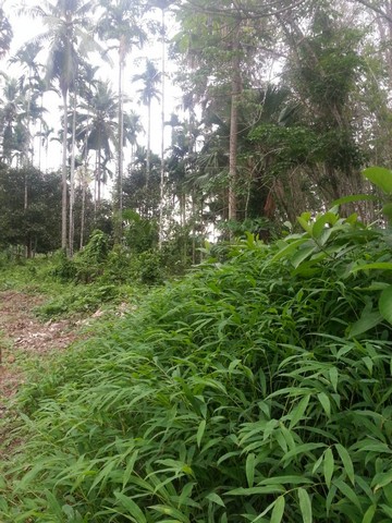 ขายที่ดิน 1 ไร่ 1 งาน 80 ตารางวา ตำบล หาดพันไกร อ. เมือง  จ. ชุมพร ( เจ้าของขายเอง )