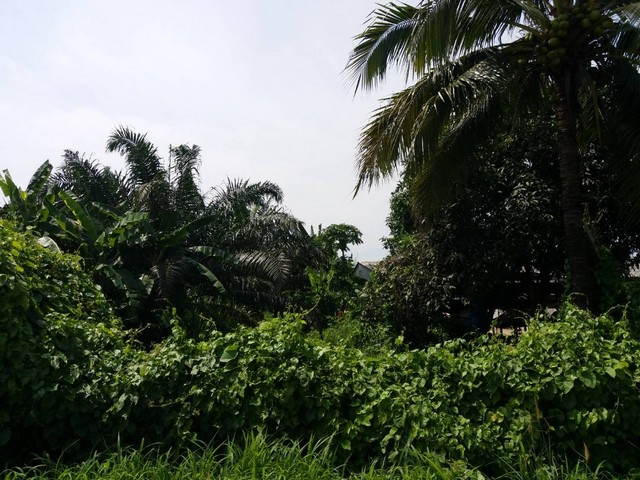 ขายที่ดิน พร้อมสวนปาล์ม บ้านเลือก โพธาราม ใกล้ตลาด  ปลาบ้านโป่งแปลงสวย