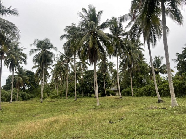 ขายที่ดิน ทำเลดี ที่ดินติดทะเล ลมเย็น โปร่งสบาย อ.บางสะพาน จ.ประจวบศิริขันธ์
