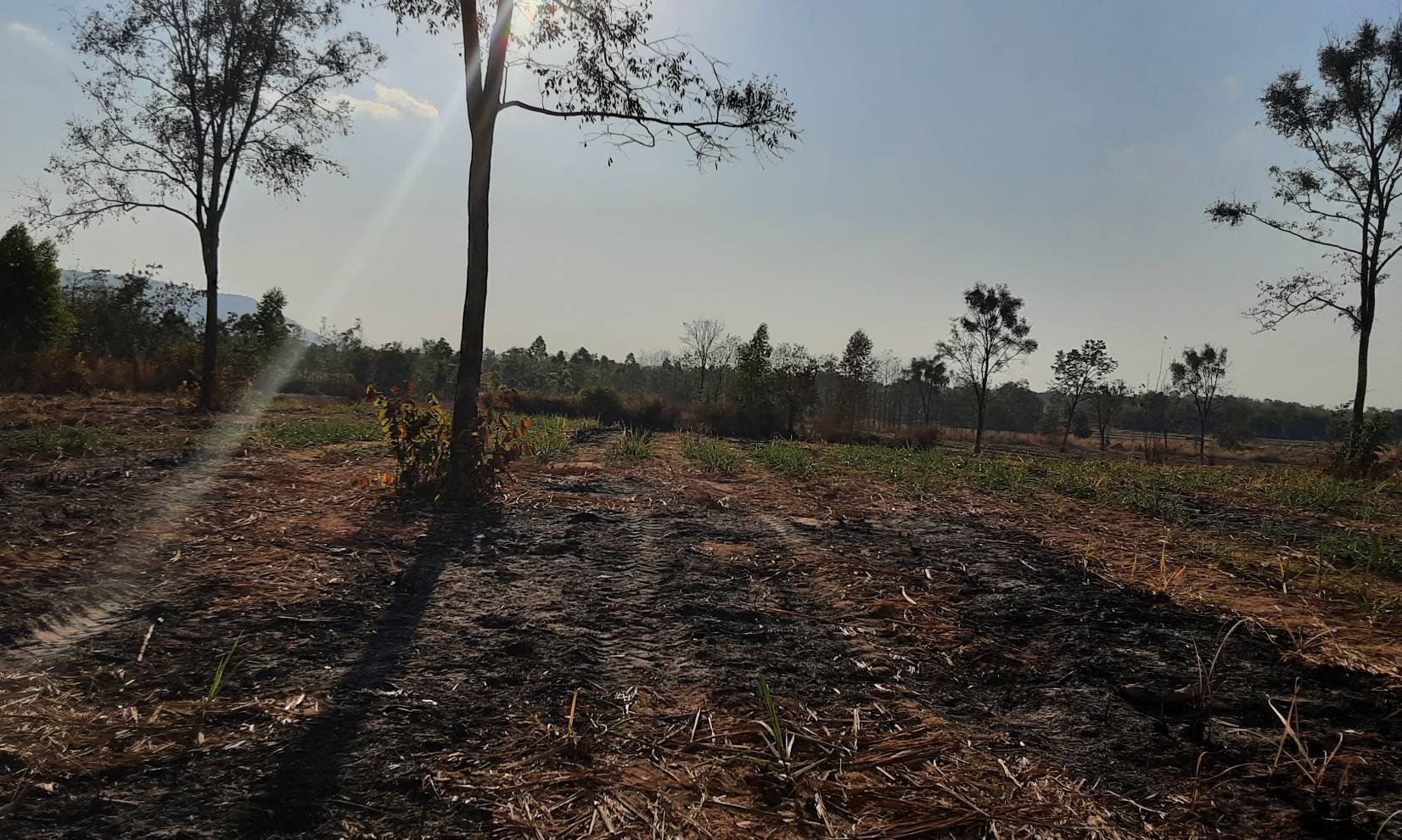 ขายที่ดิน 40-1-78 THB4,860,000 นามะเฟือง, เมือง, หนองบัวลำภู