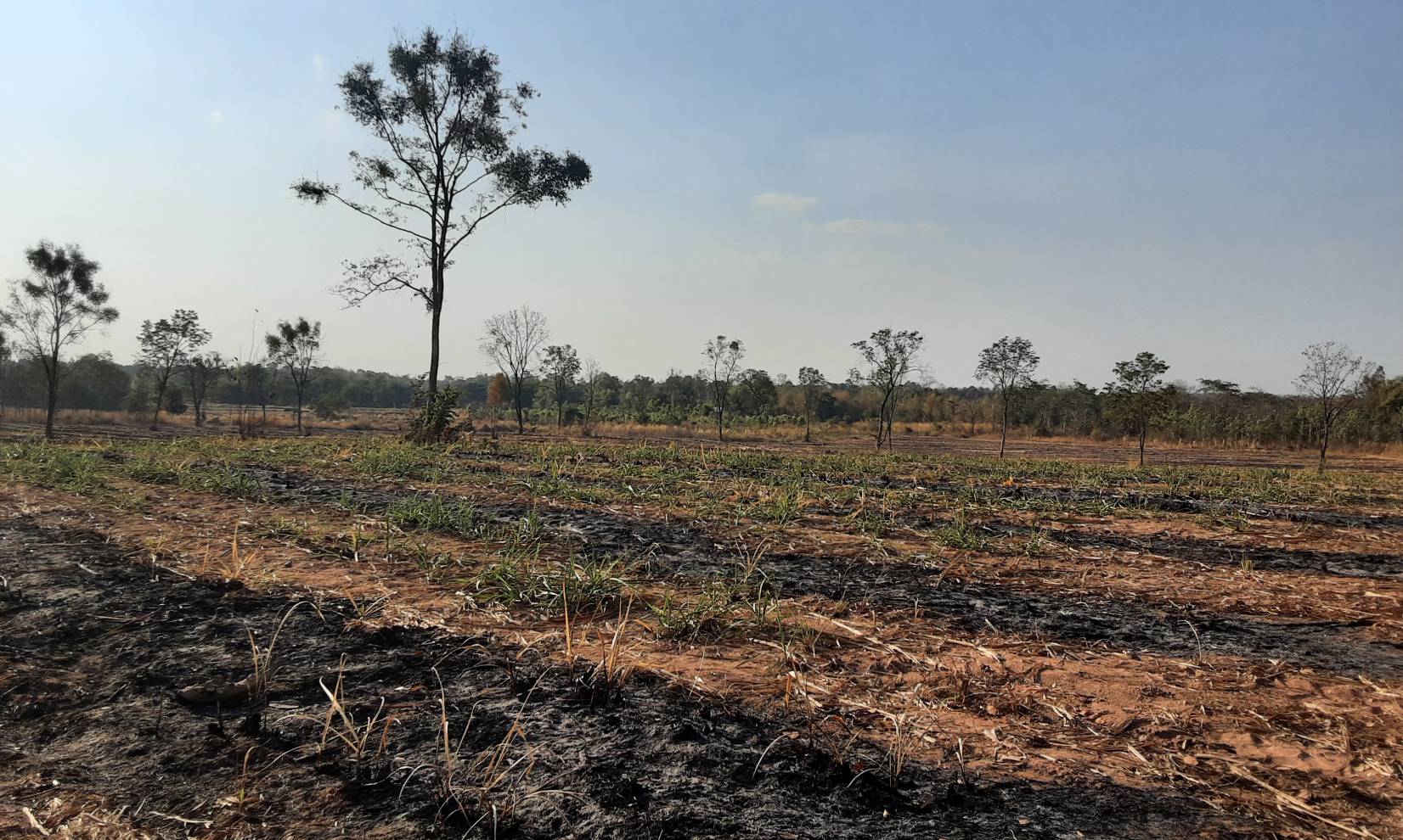 ขายที่ดิน 40-1-78 THB4,860,000 นามะเฟือง, เมือง, หนองบัวลำภู