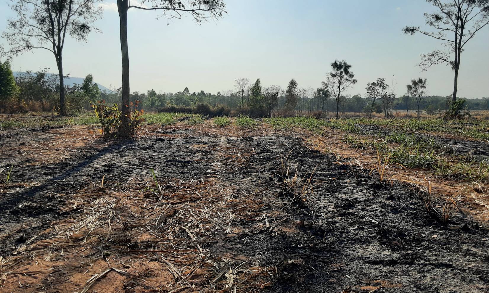 ขายที่ดิน 40-1-78 THB4,860,000 นามะเฟือง, เมือง, หนองบัวลำภู