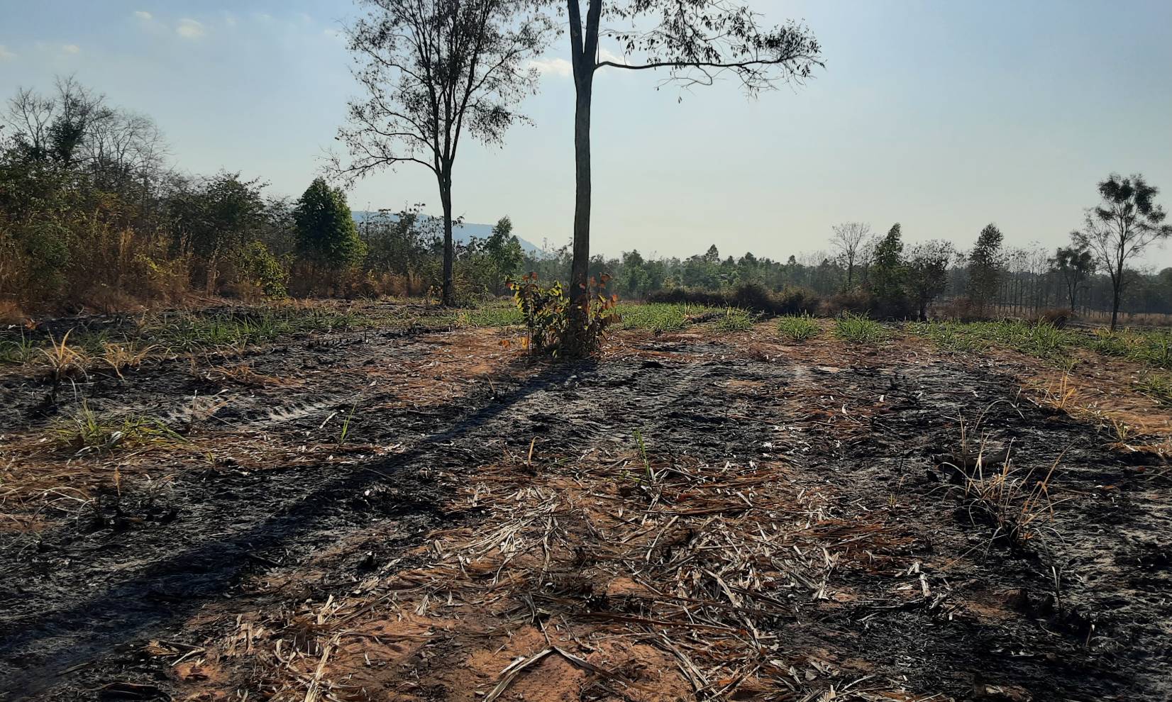 ขายที่ดิน 40-1-78 THB4,860,000 นามะเฟือง, เมือง, หนองบัวลำภู