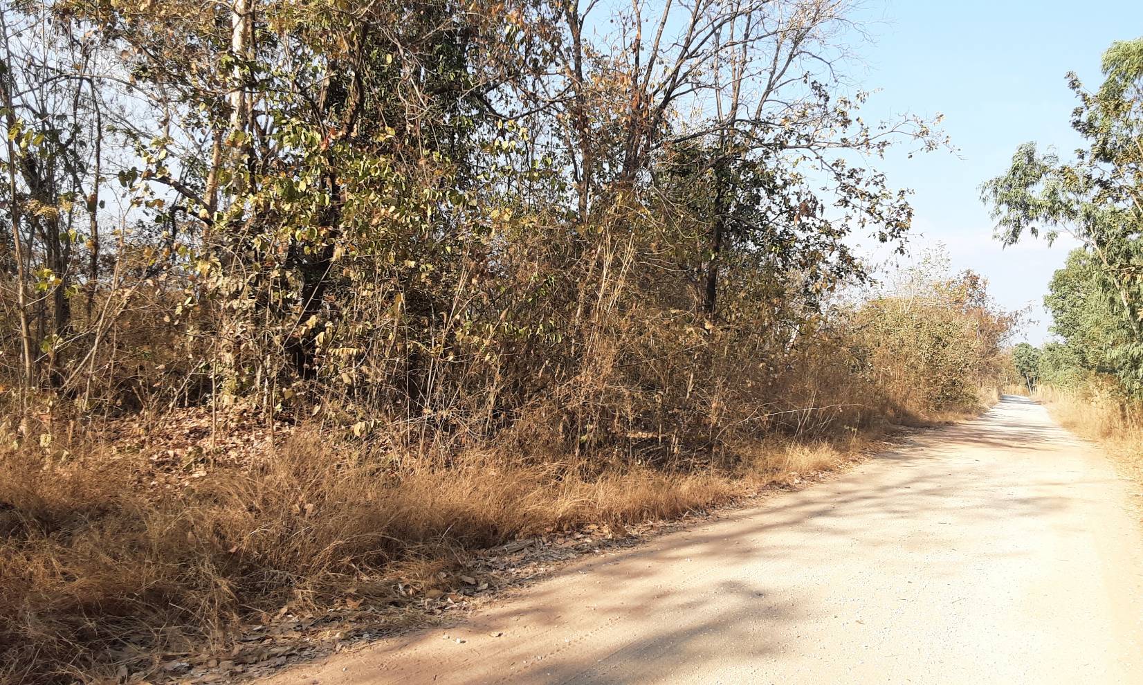 ขายที่ดิน 40-1-78 THB4,860,000 นามะเฟือง, เมือง, หนองบัวลำภู