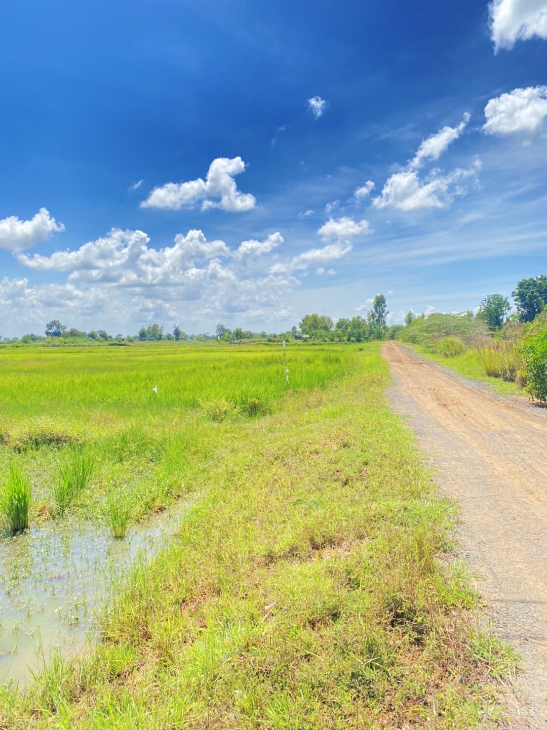ขายที่ดินจังหวัดบุรรัมย์ ด้านหน้าติดทางหลวงชนบท บร.3021ด้านข้างที่ดินมีถนน หินคลุก