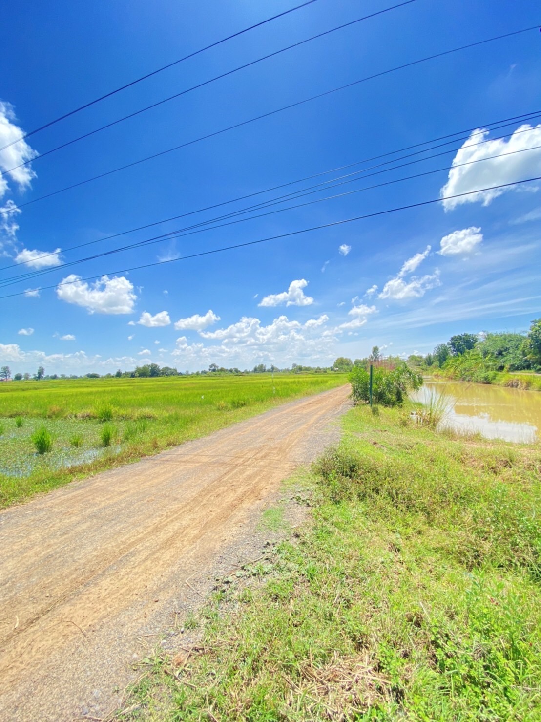 ขายที่ดินจังหวัดบุรรัมย์ ด้านหน้าติดทางหลวงชนบท บร.3021ด้านข้างที่ดินมีถนน หินคลุก