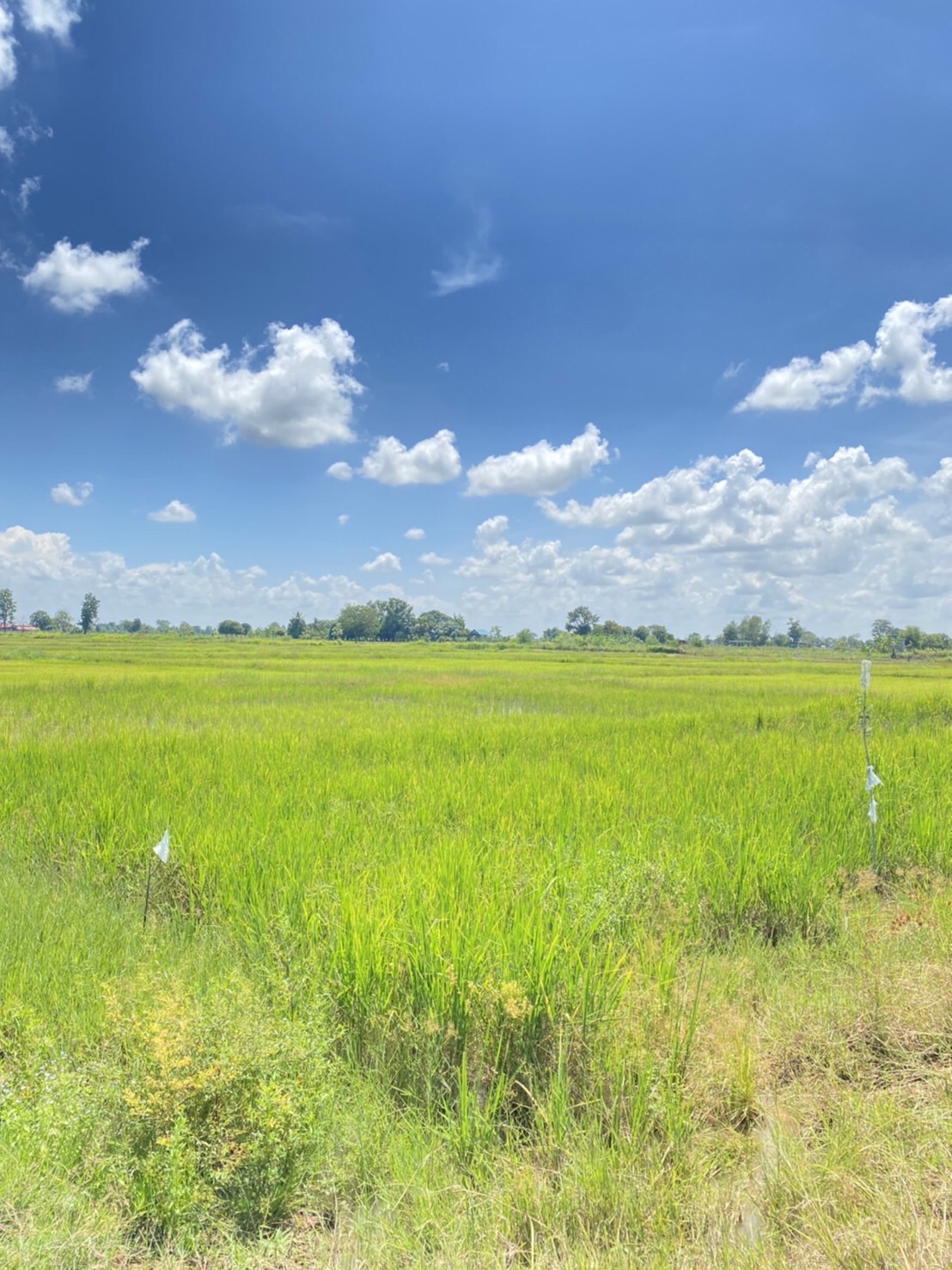 ขายที่ดินจังหวัดบุรรัมย์ ด้านหน้าติดทางหลวงชนบท บร.3021ด้านข้างที่ดินมีถนน หินคลุก