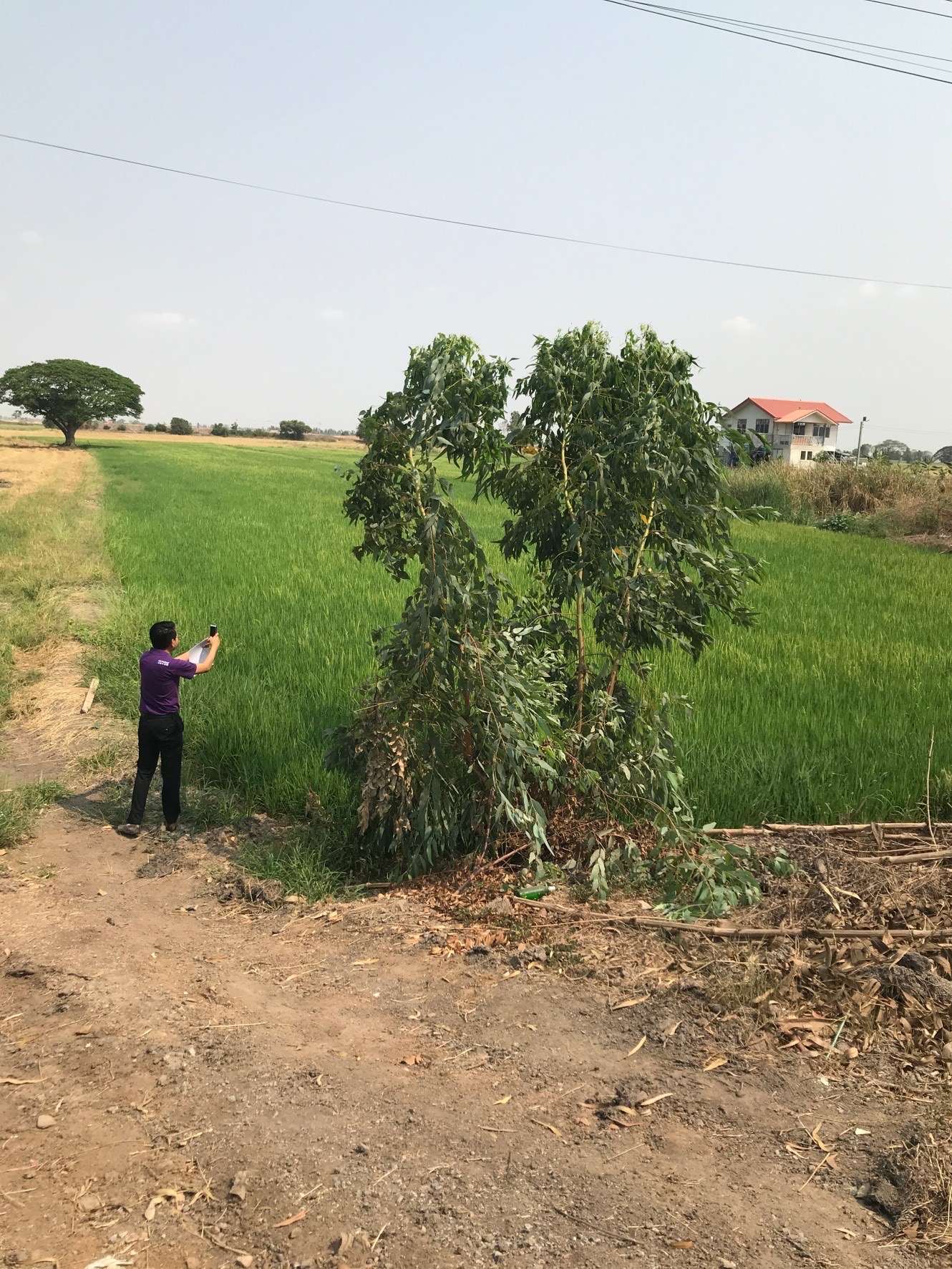ขายที่ดิน บรรยาศดี อำเภอบางซ้าย จังหวัดอยุธยา