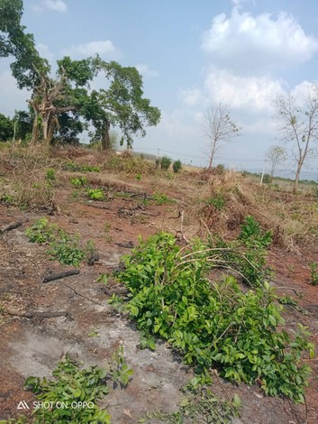 ขายที่ดินเปล่า  ยกแปลง  หรือแบ่งขาย ที่สวย ทำเลดี เหมาะทำการเกษตรได้หลายอย่าง อ.วังทอง จ.พิษณุโลก