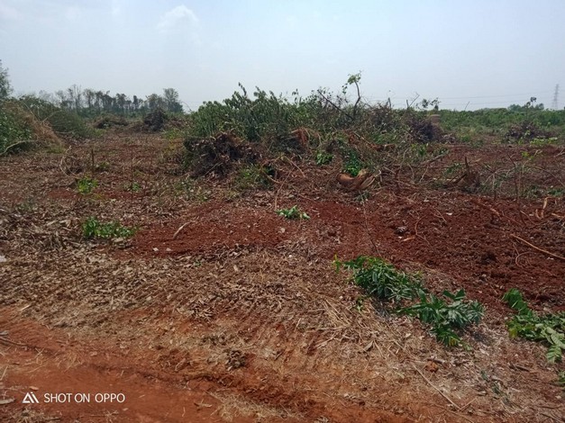 ขายที่ดินเปล่า  ยกแปลง  หรือแบ่งขาย ที่สวย ทำเลดี เหมาะทำการเกษตรได้หลายอย่าง อ.วังทอง จ.พิษณุโลก