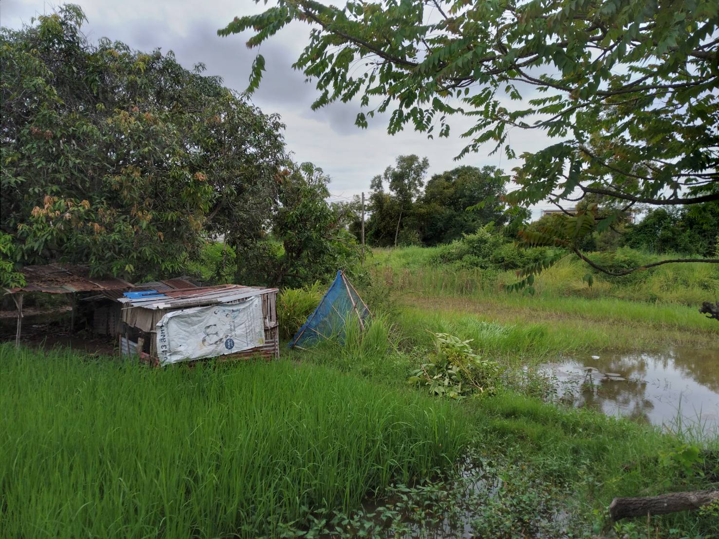 ขายที่ดิน 0-2-0 THB1,300,000 นาดี, เมือง, อุดรธานี