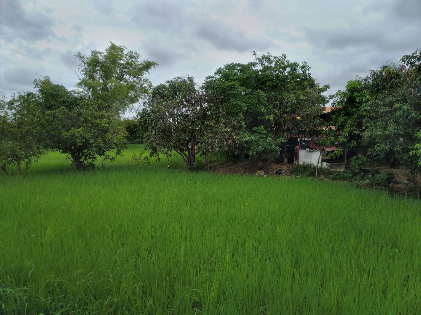 ขายที่ดิน 0-2-0 THB1,300,000 นาดี, เมือง, อุดรธานี