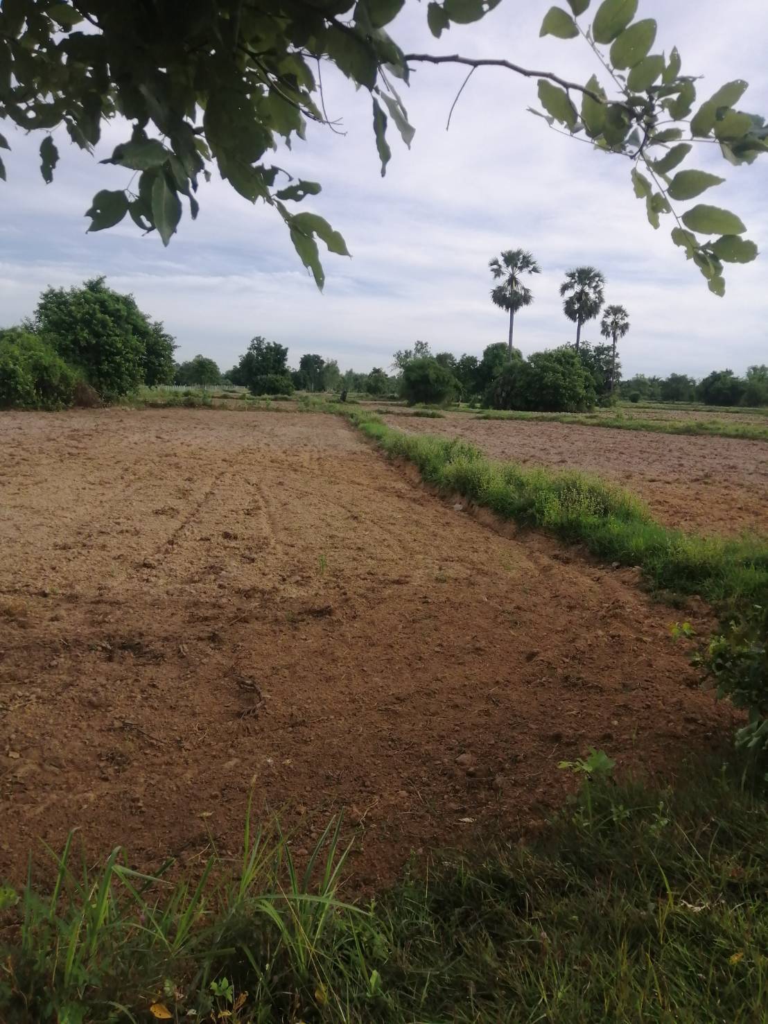 ขายที่ดิน 9-3-85 THB2,200,000 นาพู่, เพ็ญ, อุดรธานี
