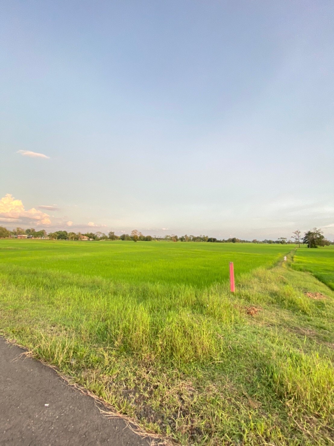 ขายที่ดิน 50ไร่ บ้านแสลงพัน ที่ดินสวยทำเลดีติดถนน จังหวัดบุรีรัมย์