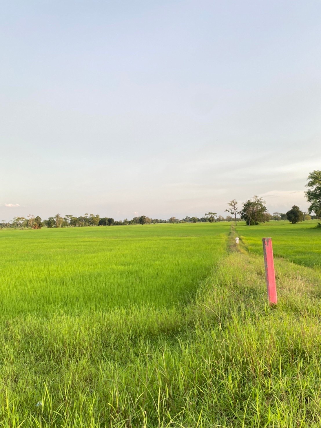 ขายที่ดิน 50ไร่ บ้านแสลงพัน ที่ดินสวยทำเลดีติดถนน จังหวัดบุรีรัมย์