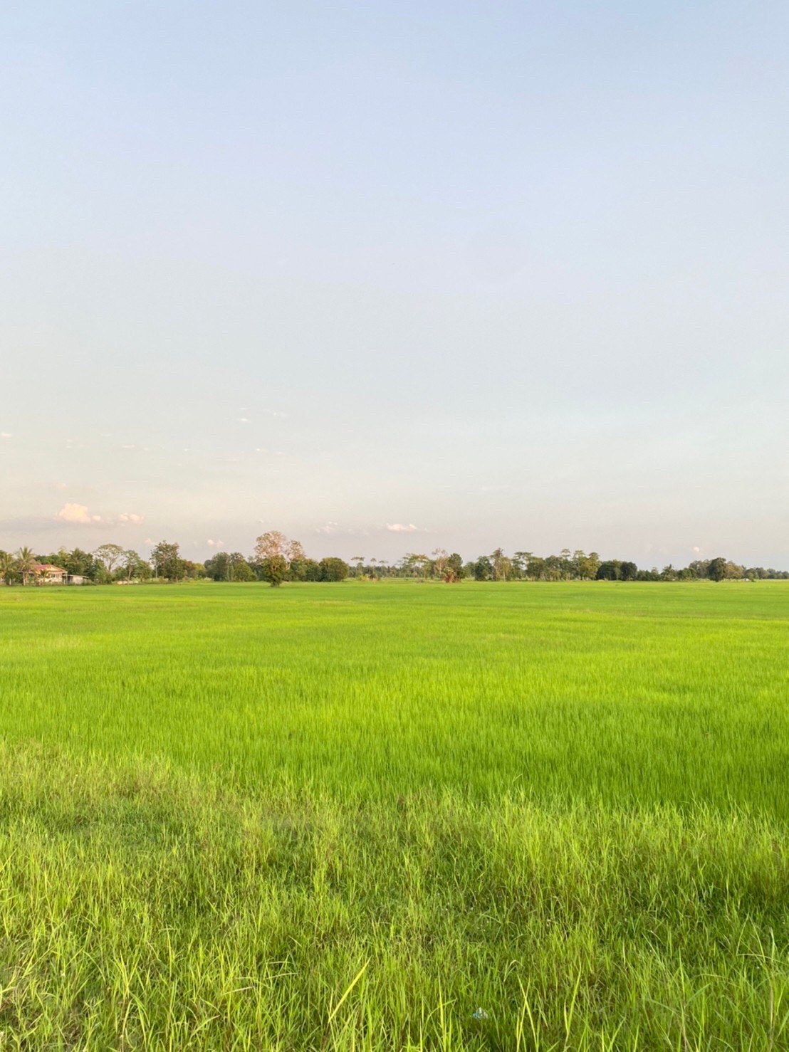 ขายที่ดิน 50ไร่ บ้านแสลงพัน ที่ดินสวยทำเลดีติดถนน จังหวัดบุรีรัมย์
